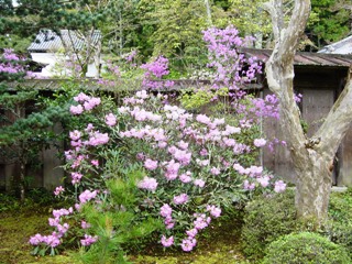 春の神護寺境内