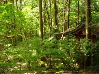 夏の神護寺境内